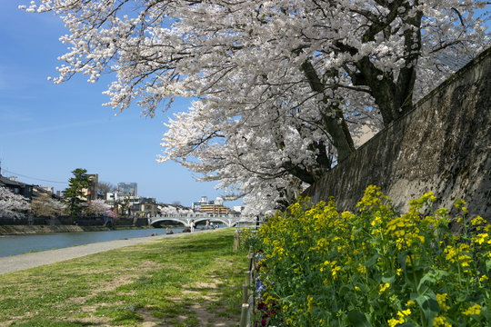 お花見・金沢浅野川大橋周辺