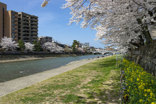 お花見・金沢浅野川大橋周辺