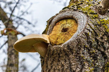 Branch replaced by fungi