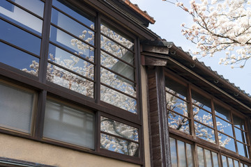 金沢・さくら満開の主計町茶屋街