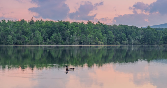 Julian Price Memorial Park, North Carolina, USA - June 14, 2018: Nice sunset at a lake in Julian Price Memorial Park with a duck in the water