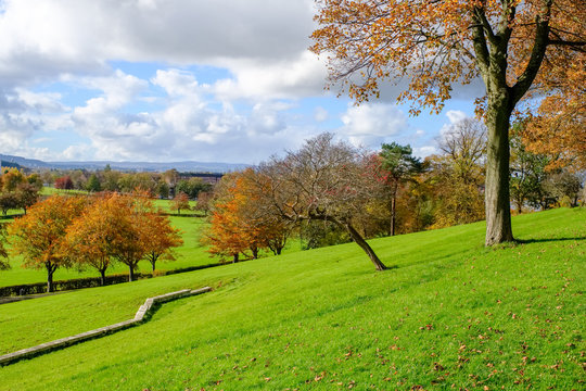 Autumn Trees In Bellahouston Park Glasgow.