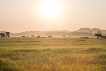 rice field in morning and sunrise background