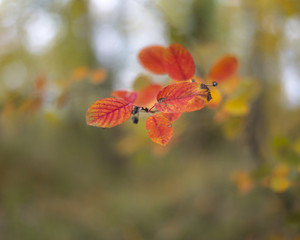 Autumn background. Colorful autumn leaves on a tree branch