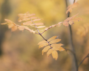 Autumn background. Colorful autumn leaves on a tree branch