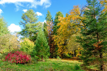 Naklejka premium Scottish Mature Trees & Bushes in Autumnal Colours.