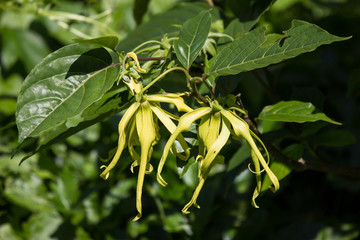 yellow desmos chinensis flower