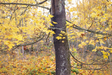 Fototapeta premium Autumn background. Colorful autumn leaves on a tree branch