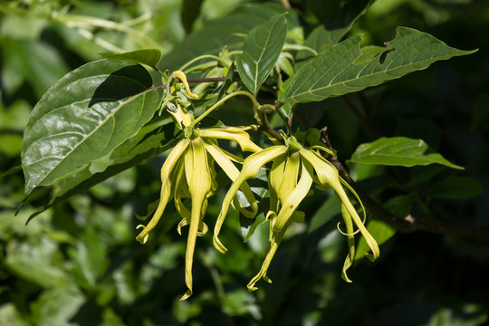yellow desmos chinensis flower