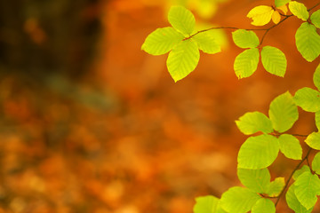 branches of autumn trees on a blurred bokeh background