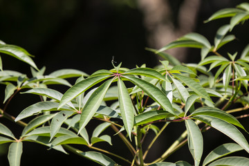 Yong leaf of Blackboard Tree