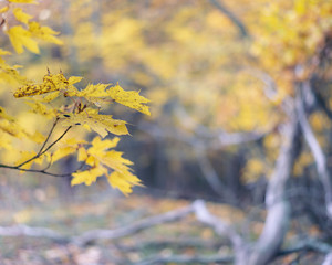Autumn background. Colorful autumn leaves on a tree branch