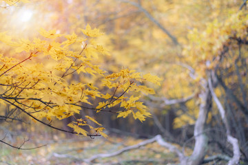Autumn background. Colorful autumn leaves on a tree branch
