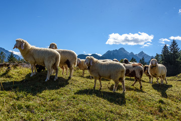 Fototapeta premium Schafe auf dem Kranzberg in Mittenwald, Bayern