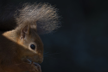 red squirrel, Sciurus vulgaris, portrait in sunlight within a pine forest in scotland during autumn.
