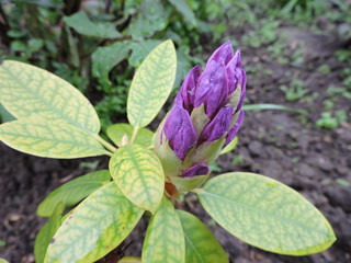 rhododendron