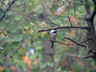Black Capped Chickadee in Bruce Peninsula National Park 