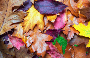 Colorful Autumn Leaves Lying On The Ground - Seasonal Autumn Background