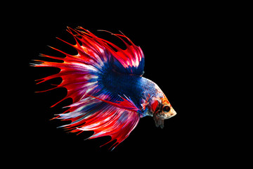 The moving moment beautiful of siamese betta fish or splendens fighting fish or crown tail in thailand on black background. Thailand called Pla-kad or biting fish.