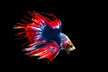Schilderijen op glas The moving moment beautiful of siamese betta fish or splendens fighting fish or crown tail in thailand on black background. Thailand called Pla-kad or biting fish. © Soonthorn