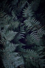 Fototapeta na wymiar dark and green ferns in the forest 
