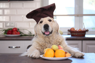 Golden retriver with fresh fruit plate with oranges, apples, bananas and grapes.

