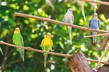 Close-up of adorable bright parrots or melopsittacus undulatus perched on a wooden branch