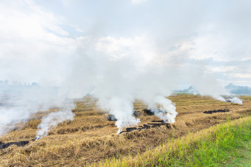 Fire burning dry rice straw in the field