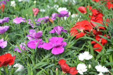 Flower in Garden