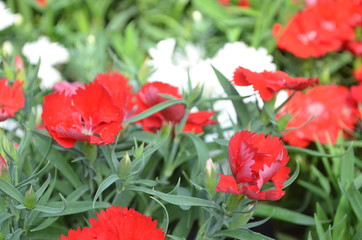 Fototapeta premium Flower in Garden