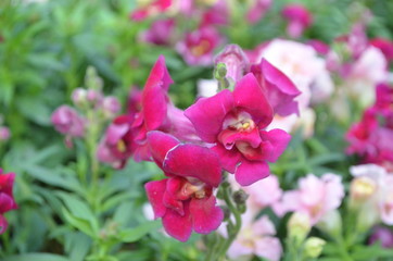 Flower in Garden