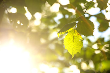 beech leaf in back light