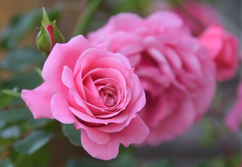 Pinkfarbene Rosen in einem Garten 