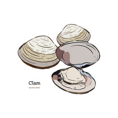 Clams, mussels, seafood, sketch style vector
