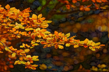 Forêt des Vosges en automne