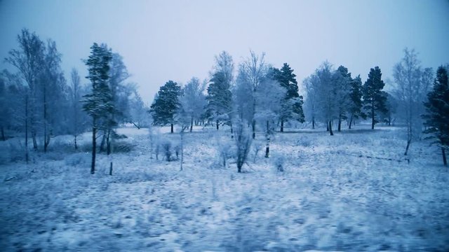 view of the winter forest from the window of a moving train