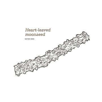 heart leaf moonseed herb , Hand draw vector.
