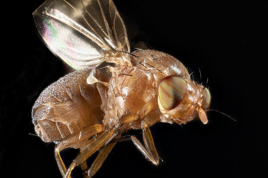 mouche jaune en focus stacking