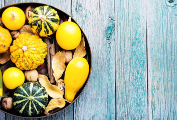 Autumn pumpkin in tray