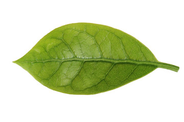 Naklejka na ściany i meble fresh green leaf of avocado isolated on white background