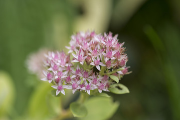 Sedum