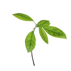 branch of leaves of avocado  isolated in white background