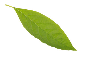 Fototapeta premium fresh green leaf of avocado isolated on white background