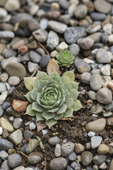 Hen & Chicks