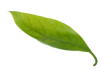 Fototapeta na wymiar fresh green leaf of avocado isolated on white background