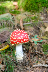 Amanita Muscaria, poisonous mushroom. Photo has been taken in the natural forest background