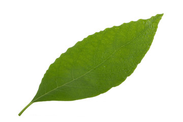 fresh green leaf of avocado isolated on white background