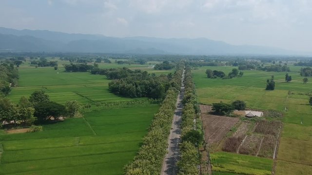 The high angle view  of  the line of threes  from a drone, can see  the street, fields and running cars on the road.
