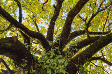 verzweigter baum