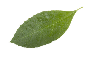 Fototapeta na wymiar fresh green leaf of avocado isolated on white background